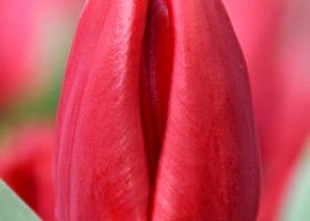 Tulipa Curry (4)